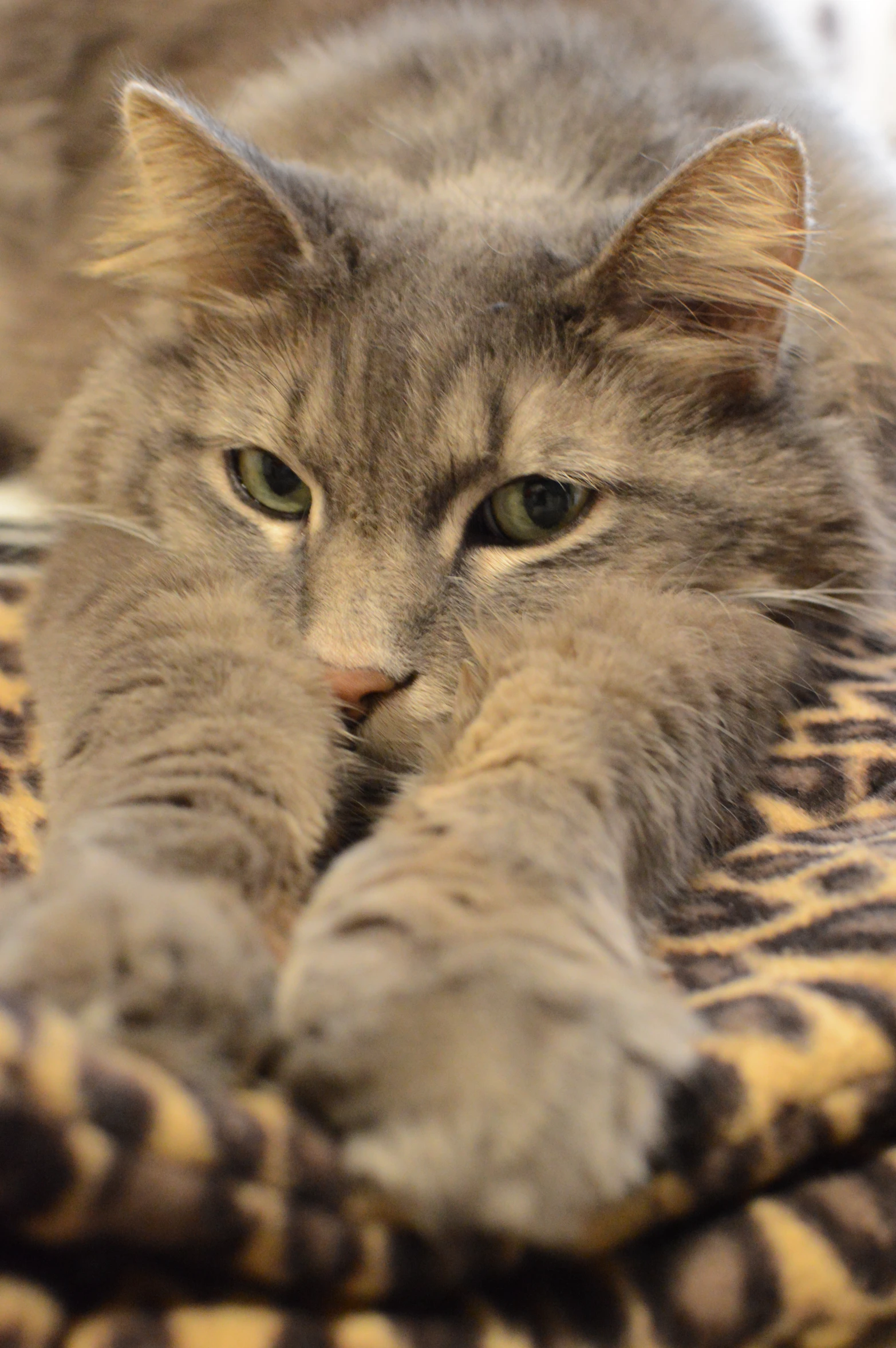 a grey cat laying on a leopard print bed