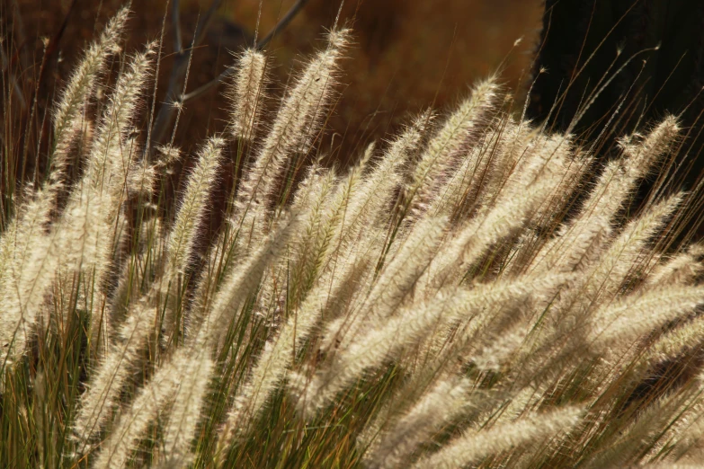 very long flowers growing in the wild during the day