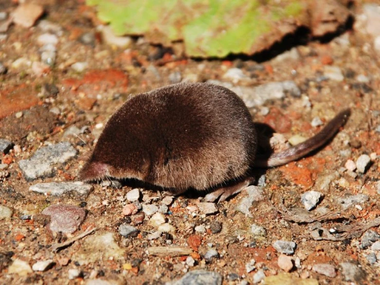 an animal that is standing on some rocks