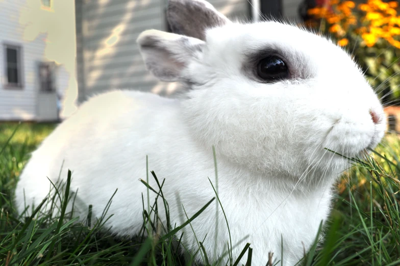 a white bunny is sitting on some grass