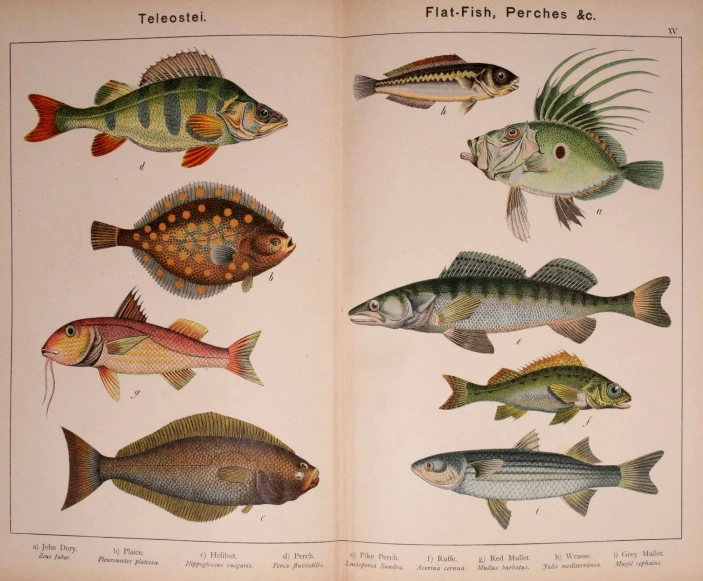 two paged book with fish and species of fish