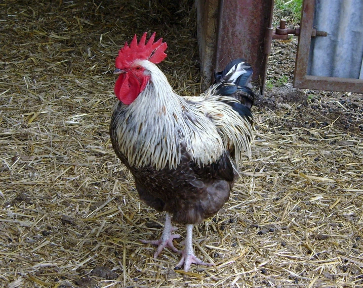 a large black and white chicken is standing on straw