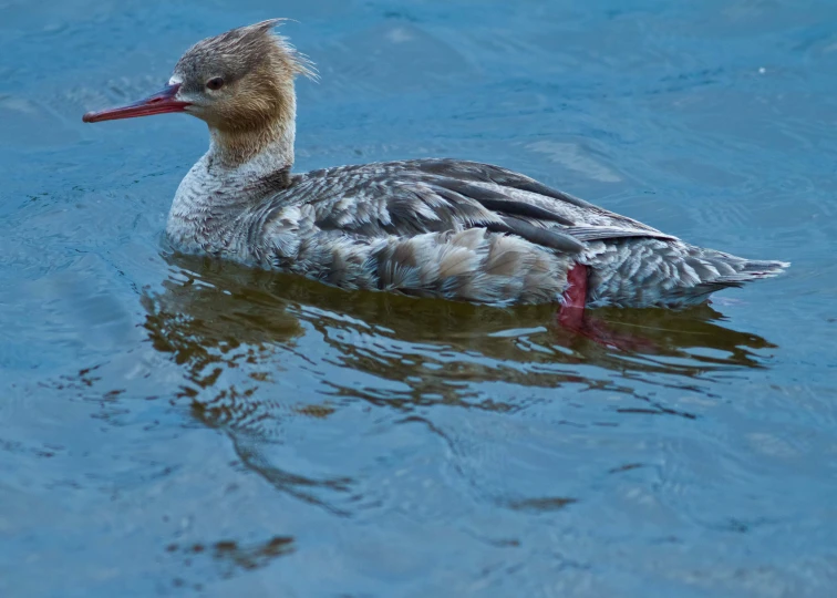 the duck is swimming on a body of water