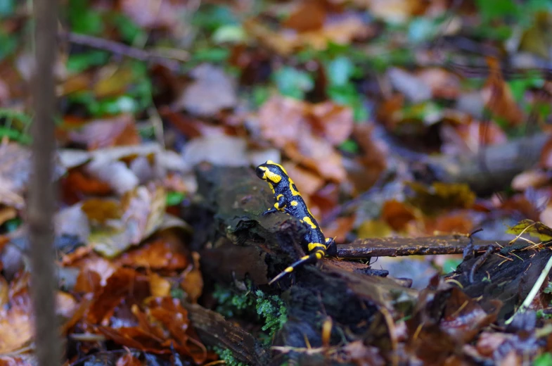 a little blue and yellow bug that is in the leaves