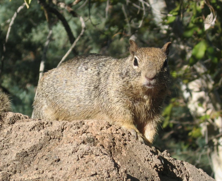 a furry animal sits on top of a rock