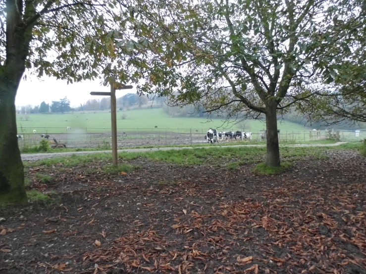 a herd of cattle grazing on a lush green field