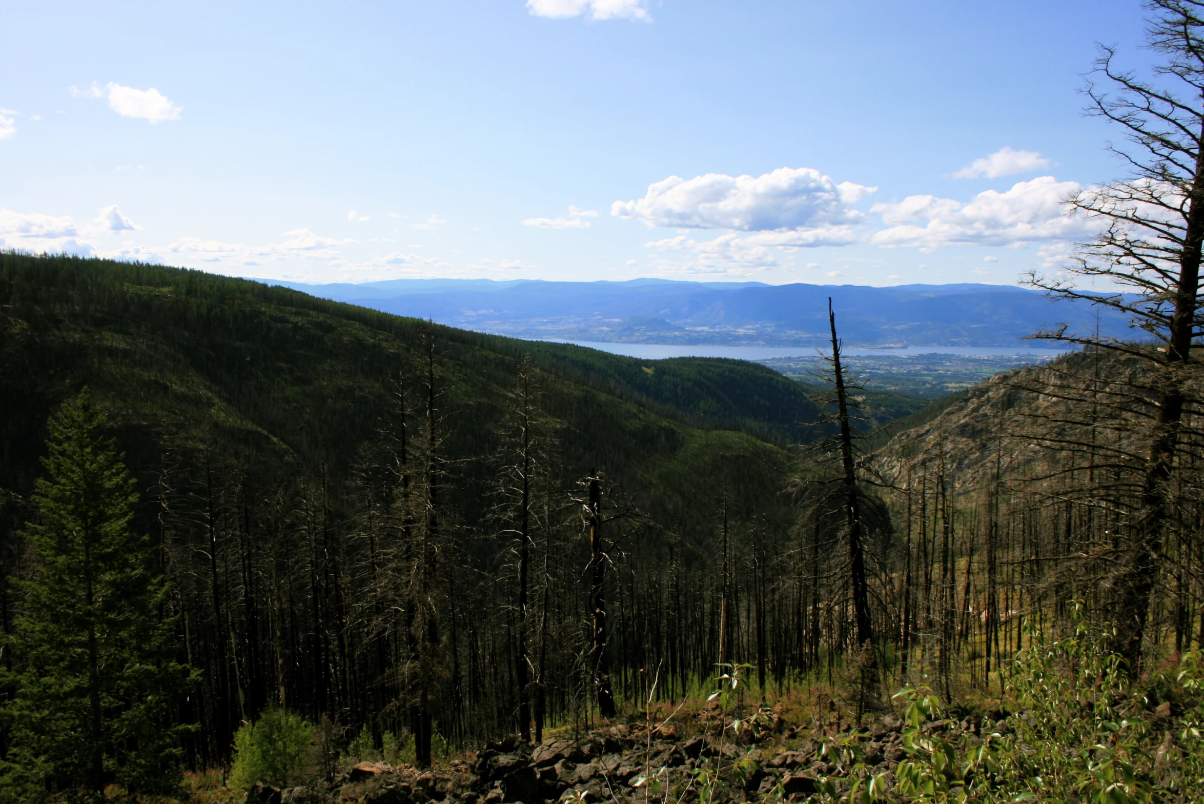 trees are standing in the foreground while mountains are in the distance