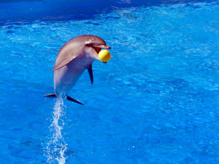 a dolphin in a blue water with a tennis ball in it's mouth