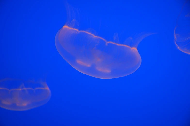 three jellyfish swimming in the blue ocean