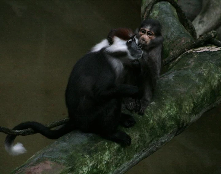 one monkey is sitting on a tree, and another monkey is on the ground