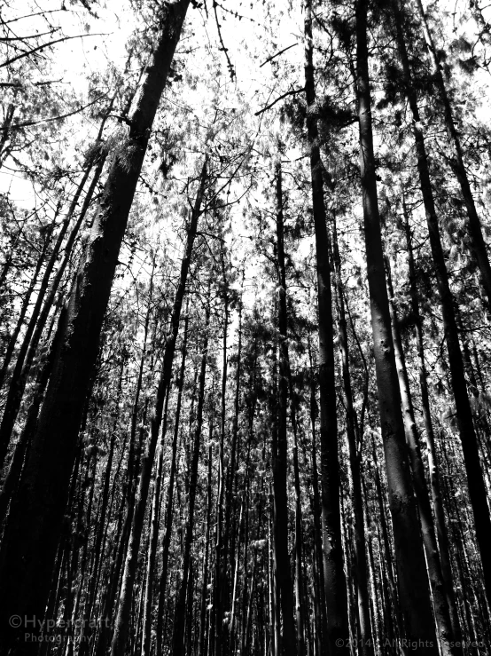 the sun shining through the canopy of tall trees