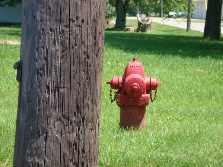 a red fire hydrant sitting next to a tree on a field
