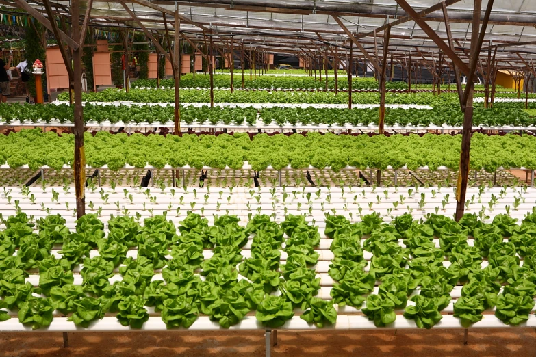 a greenhouse filled with a large group of green plants