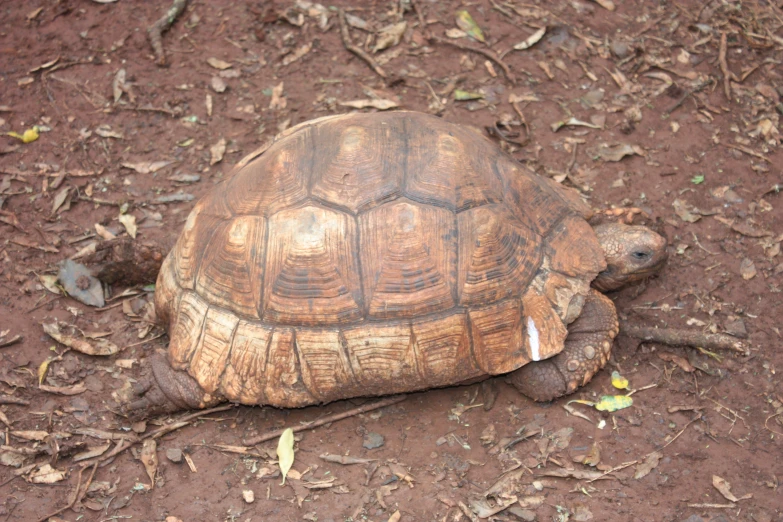 a turtle on the ground looking at its surroundings