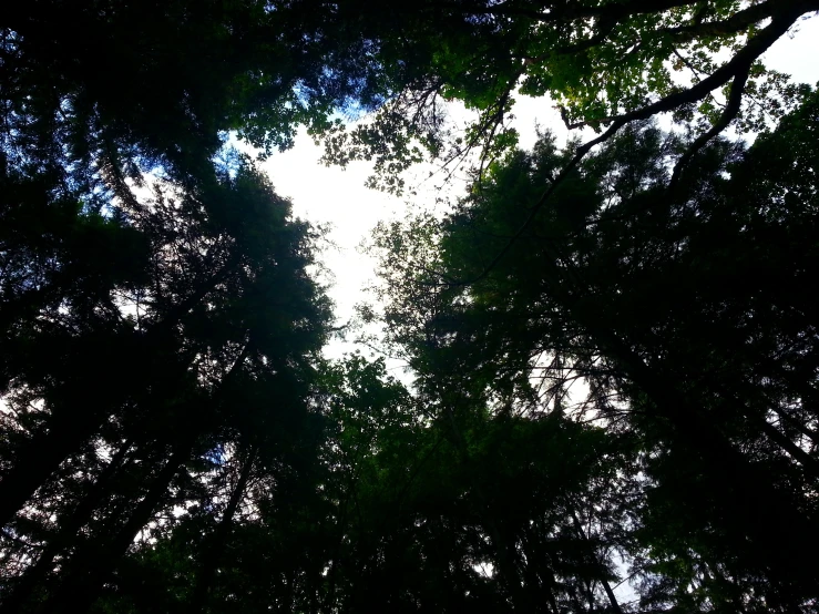 an upward view of the leaves of trees