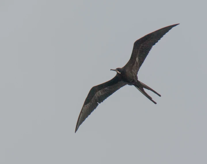 a black bird flying through the air