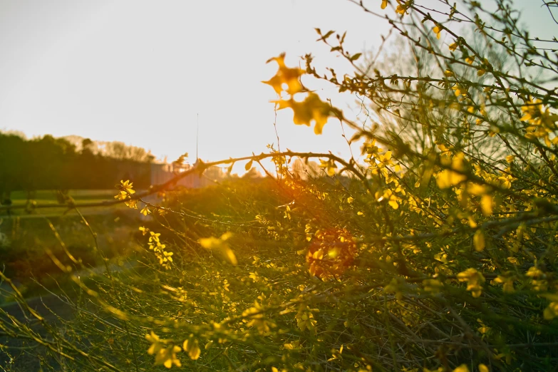 a picture of the sun through bushes that are growing