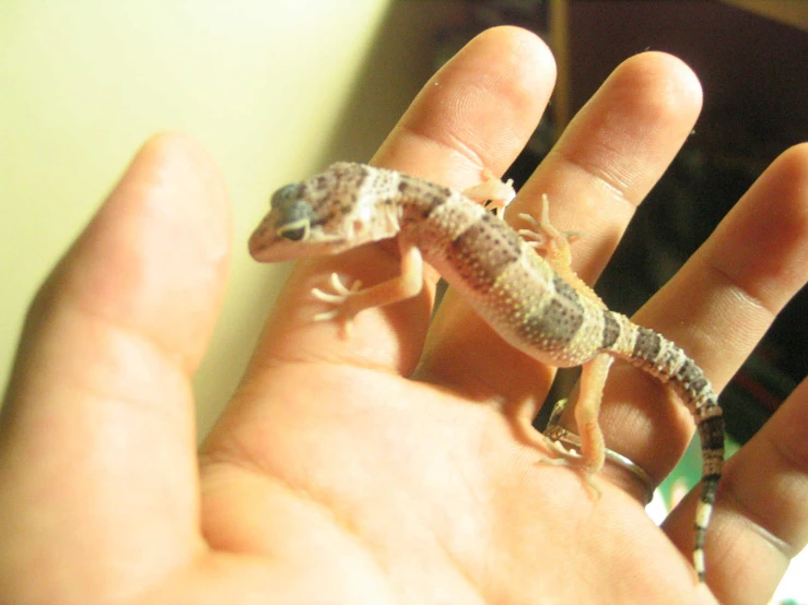 a baby geckoe in its human hand