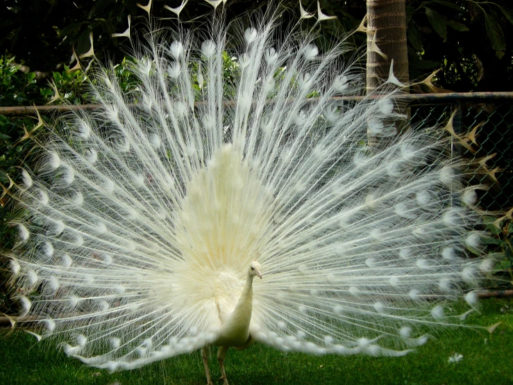 a beautiful white peacock displaying its feathers outside