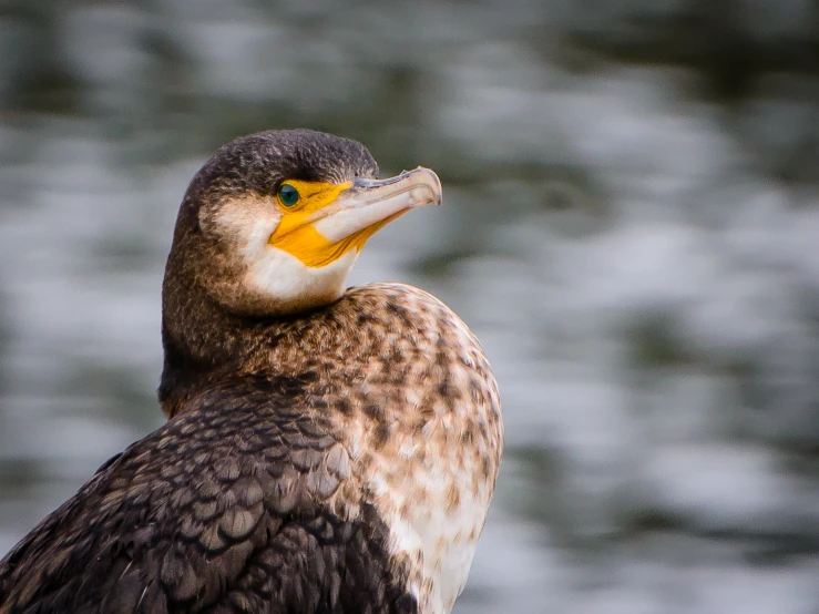 the profile and eyes of a bird perched on the back of a boat