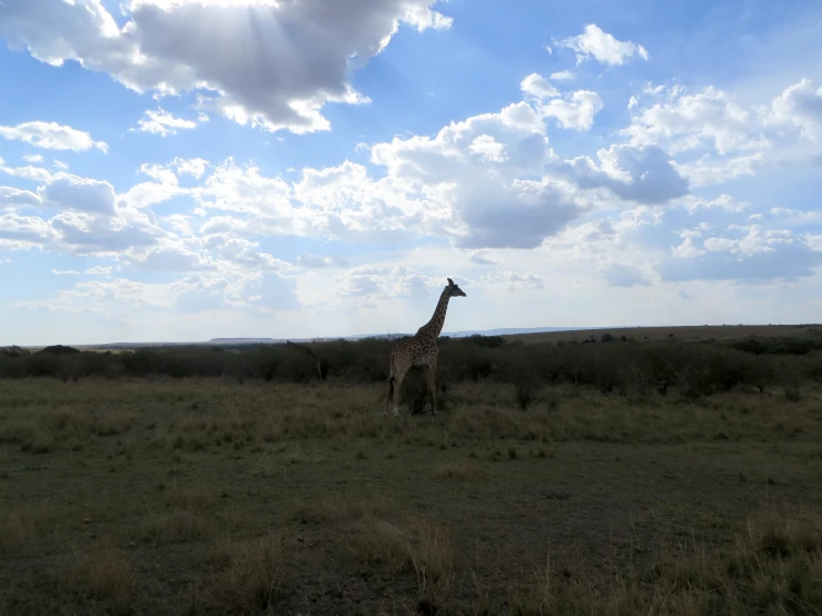 a giraffe standing in a grassy field with clouds above