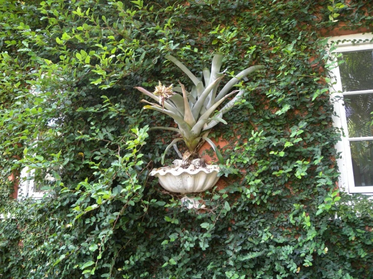 a plant on a building is surrounded by leaves