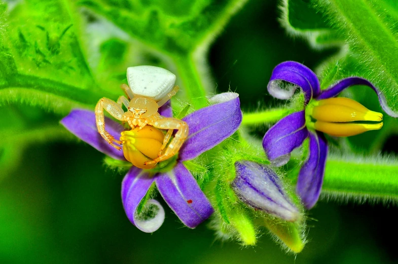 two flowers with white and yellow petals and a purple flower