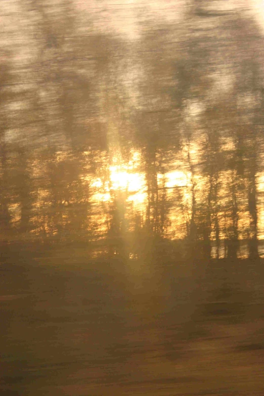 blurry image of trees with the sun rising through the trees