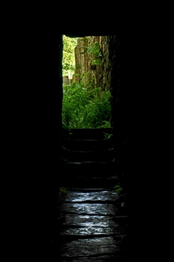 the view through a tunnel, at night, shows trees, leaves, and a bench