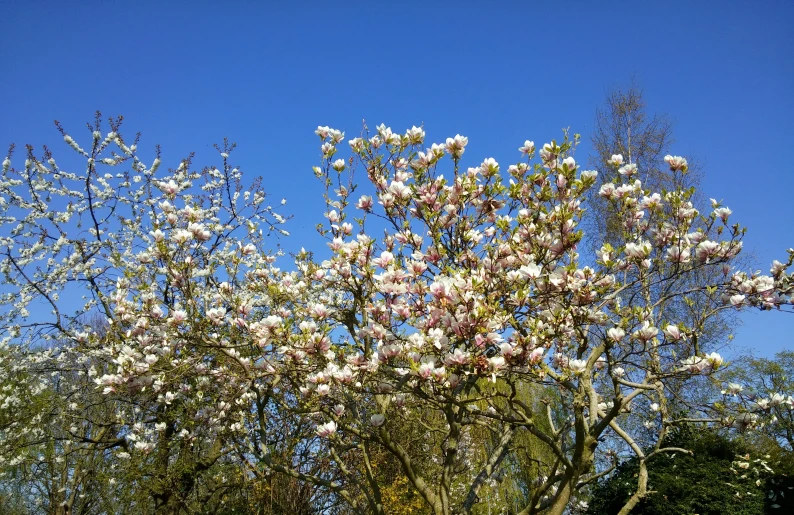 pink flowers and trees in a park in spring