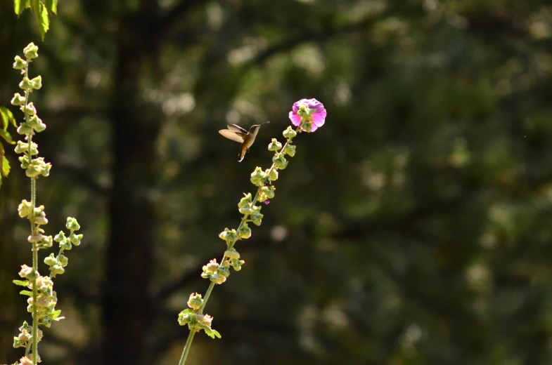 a hummingbird in flight near a purple flower