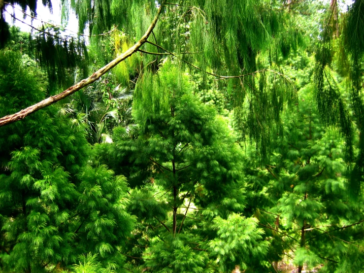 a forest of trees filled with lots of green leaves