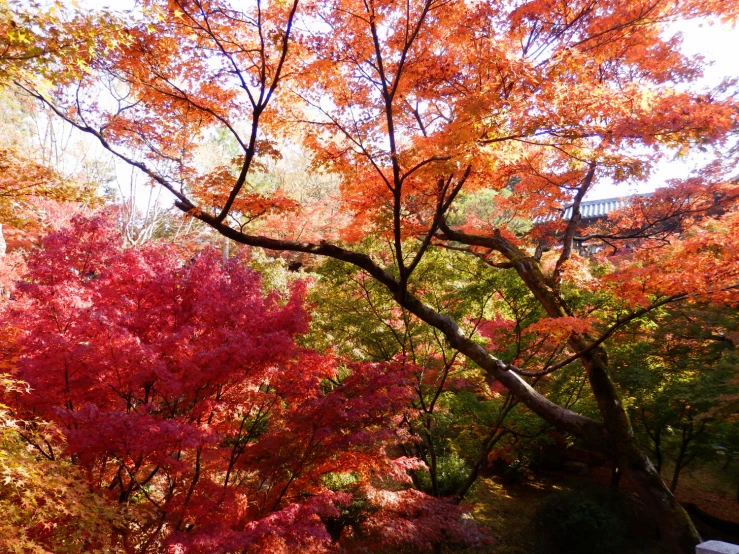 this is a view from the ground of fall trees