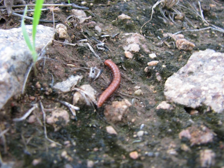 a slug is in the dirt surrounded by rocks