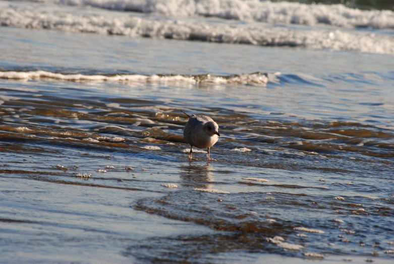 a bird walking in shallow water with small waves