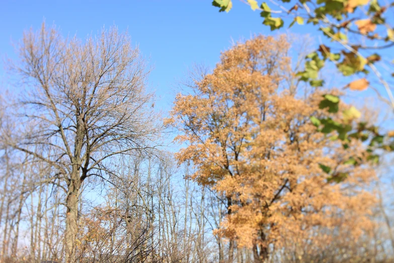 a row of tree with leaves all over them