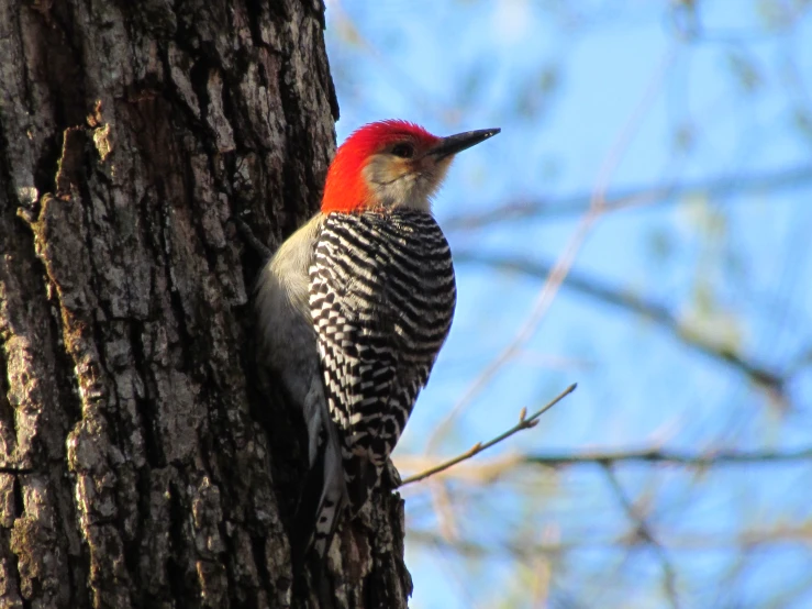 a red and white woodpecker sitting on the trunk of a tree