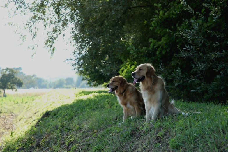 two dogs stand in the middle of a field