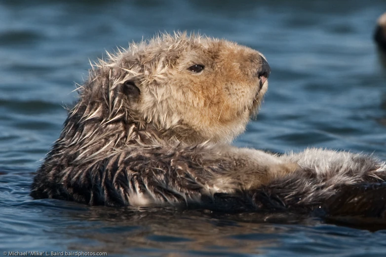 the wet baby sea otter is floating on its back in water