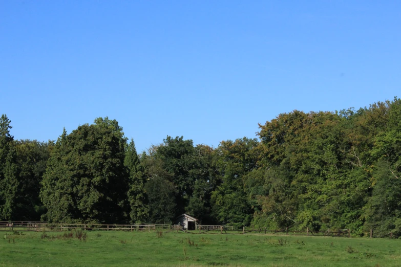 a cow grazing on a green pasture in front of trees