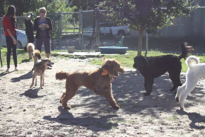 five dogs are in a park with a man looking on