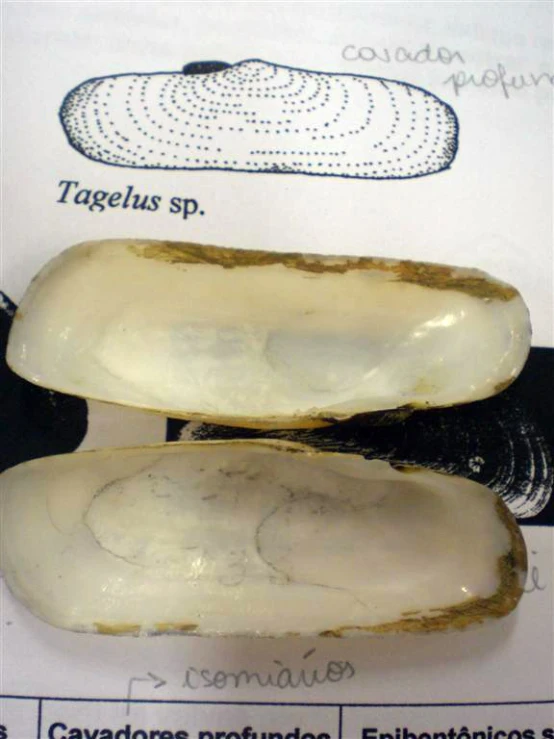 the shell shows the three sections that form the clam