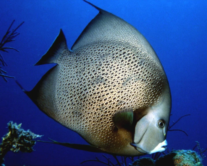 a fish with its eyes closed swimming on the ocean floor