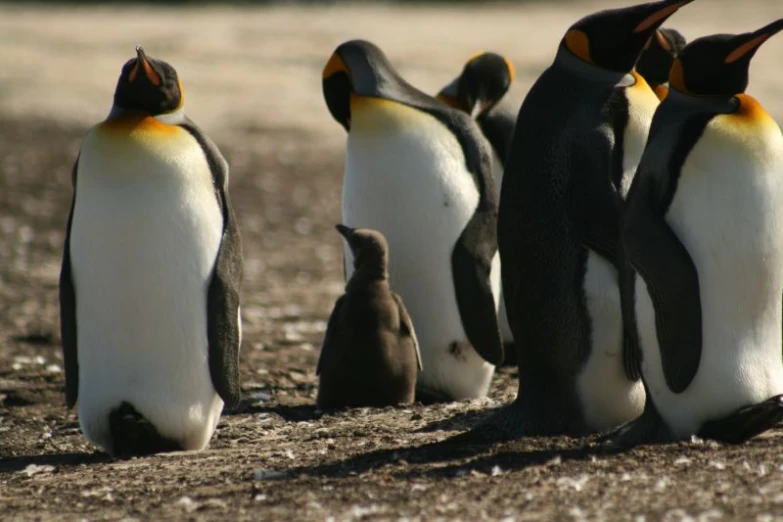 penguins standing in a group looking down while two adults watch
