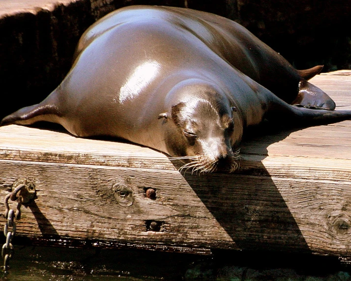 a sea lion lying on top of a wooden board next to a body of water