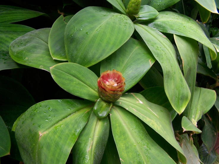 the green leaves of a plant are showing red flower