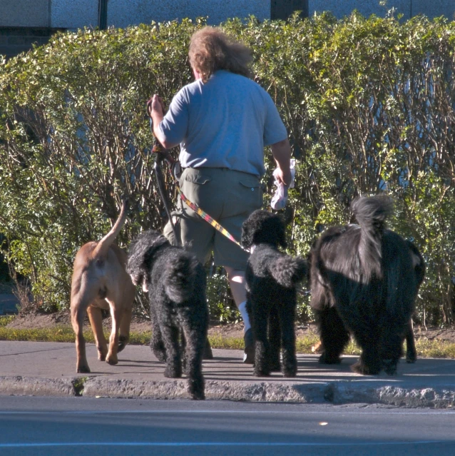 this man walks his four dogs on the sidewalk