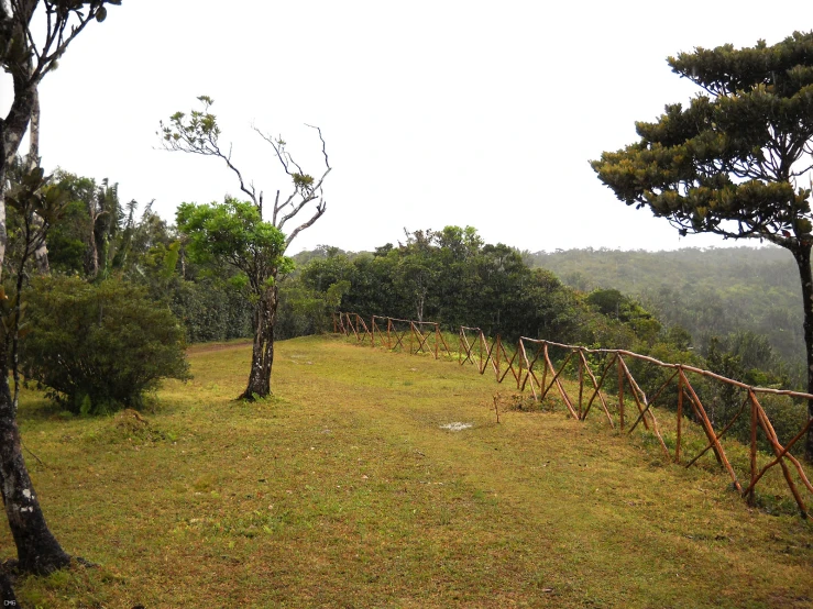 a field with some green grass and trees