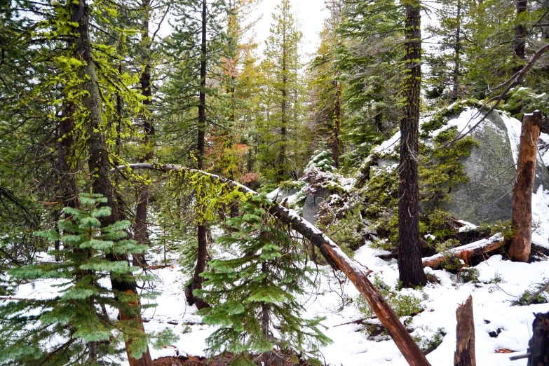 a forest with snow covered ground and tall trees