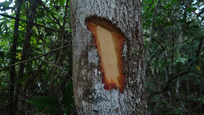 a tree trunk with a piece of wood cut out of it